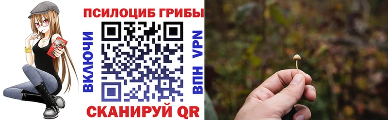 Псилоцибиновые грибы Cubensis  Сокол 